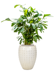 Caryota mitis in Laos Office Plant With Pot 140cm Height 29cm Dia
