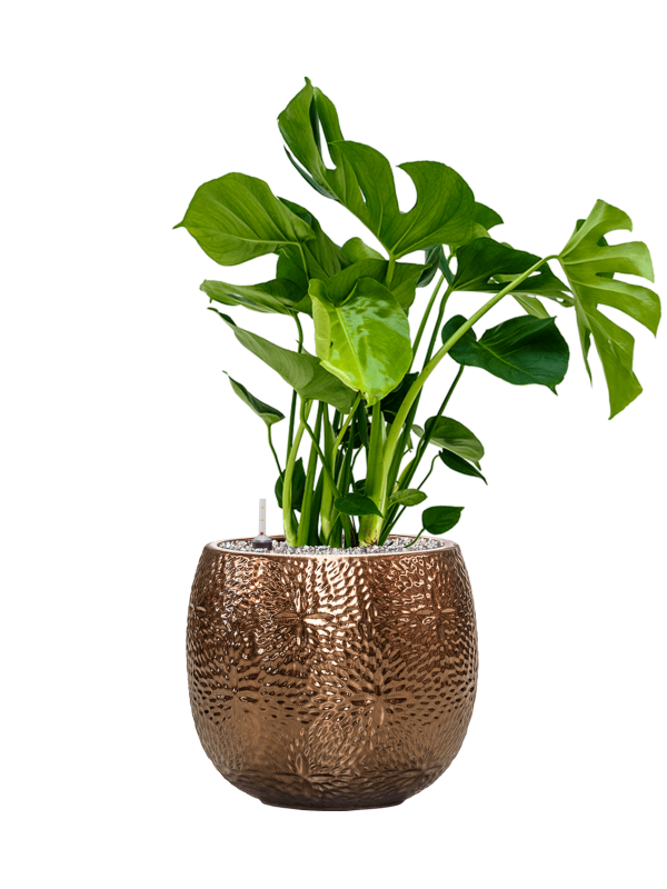 Monstera deliciosa in Marly Office Plant With Pot 77cm Height 23cm Dia