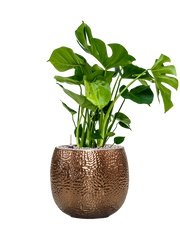 Monstera deliciosa in Marly Office Plant With Pot 77cm Height 23cm Dia