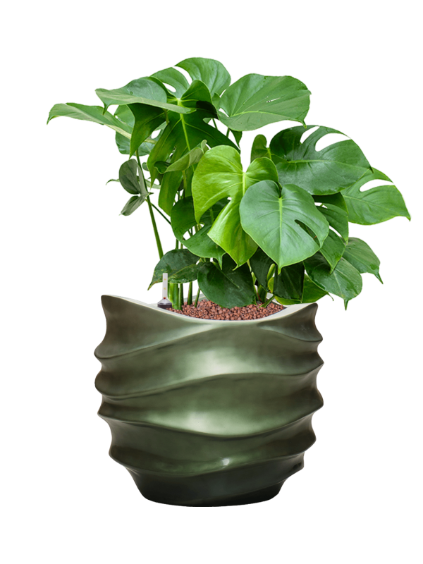 Monstera deliciosa in Baq Gradient Lee Office Plant With Pot 78cm Height 27cm Dia