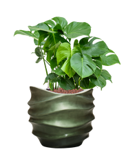 Monstera deliciosa in Baq Gradient Lee Office Plant With Pot 78cm Height 27cm Dia