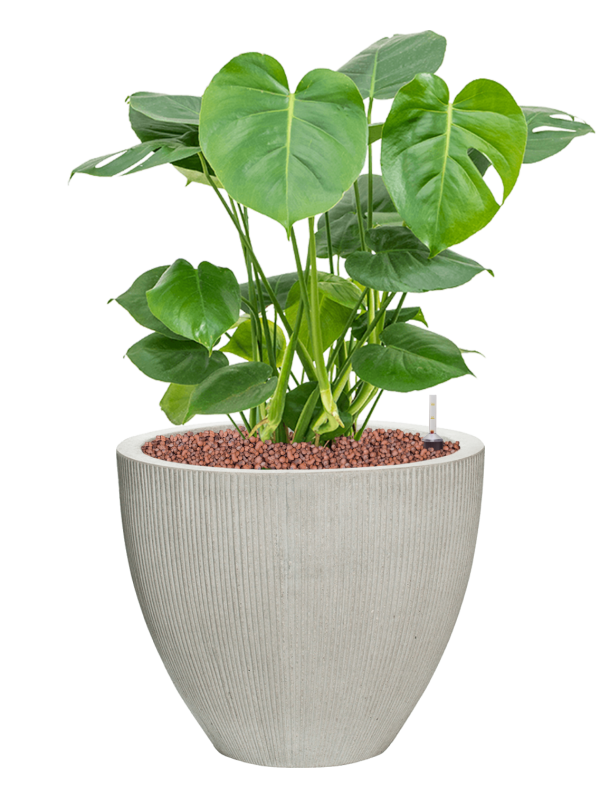 Monstera deliciosa in Ridged Vertically Office Plant With Pot 75cm Height 39cm Dia