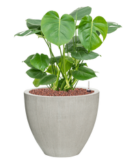 Monstera deliciosa in Ridged Vertically Office Plant With Pot 75cm Height 39cm Dia