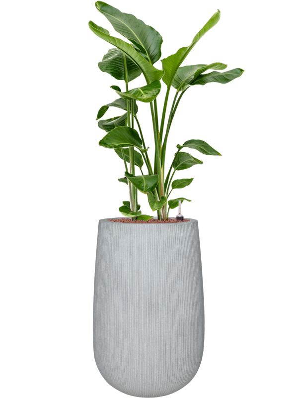 Strelitzia nicolai in Ridged Vertically Office Plant With Pot 147cm Height 30cm Dia