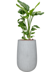 Strelitzia nicolai in Ridged Vertically Office Plant With Pot 147cm Height 30cm Dia
