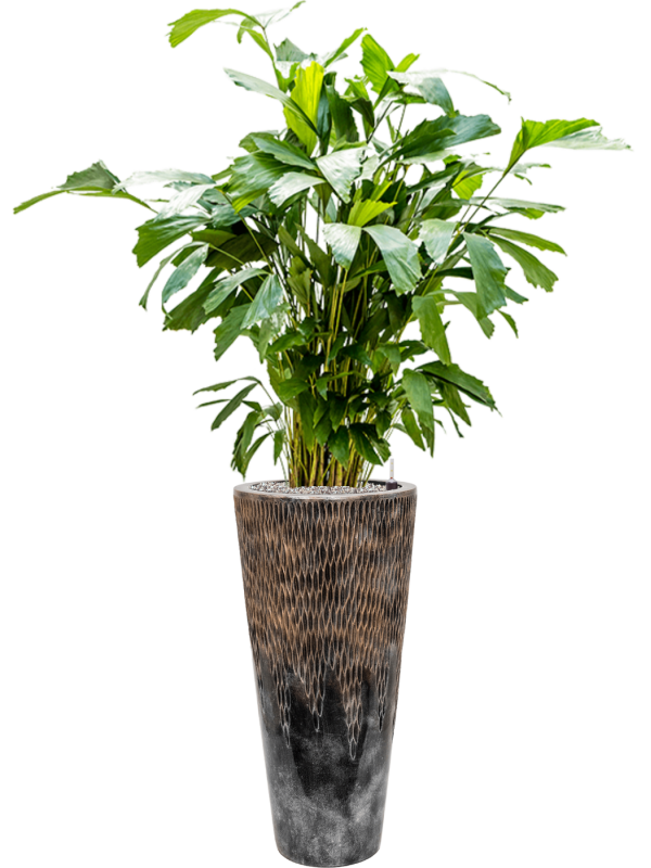 Caryota mitis in Baq Luxe Lite Universe Comet Office Plant With Pot 157cm Height 27cm Dia
