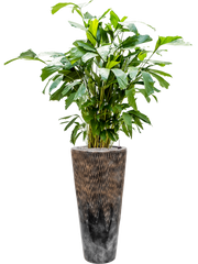 Caryota mitis in Baq Luxe Lite Universe Comet Office Plant With Pot 157cm Height 27cm Dia