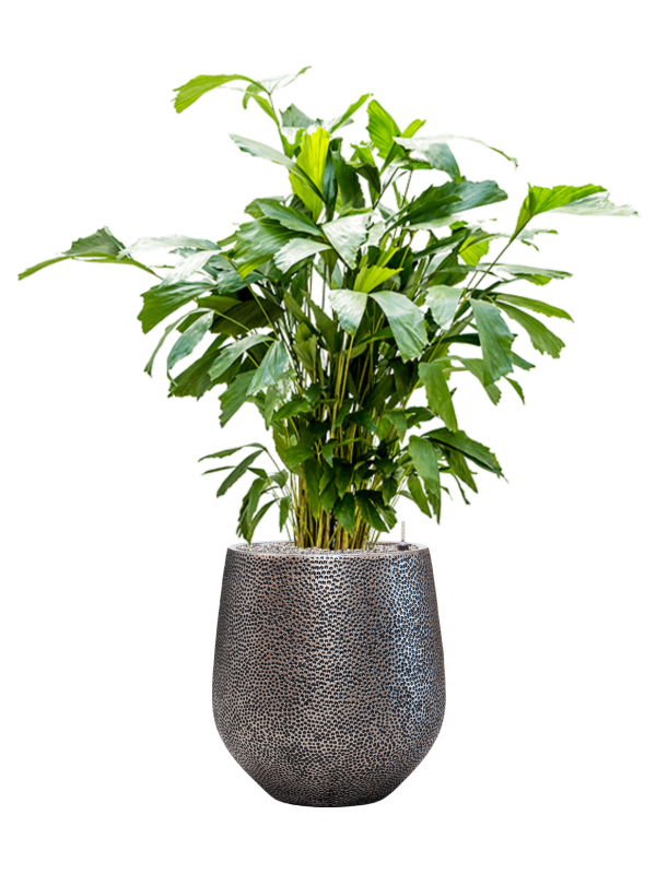 Caryota mitis in Baq Opus Hit Office Plant With Pot 135cm Height 30cm Dia