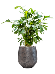 Caryota mitis in Baq Opus Hit Office Plant With Pot 135cm Height 30cm Dia