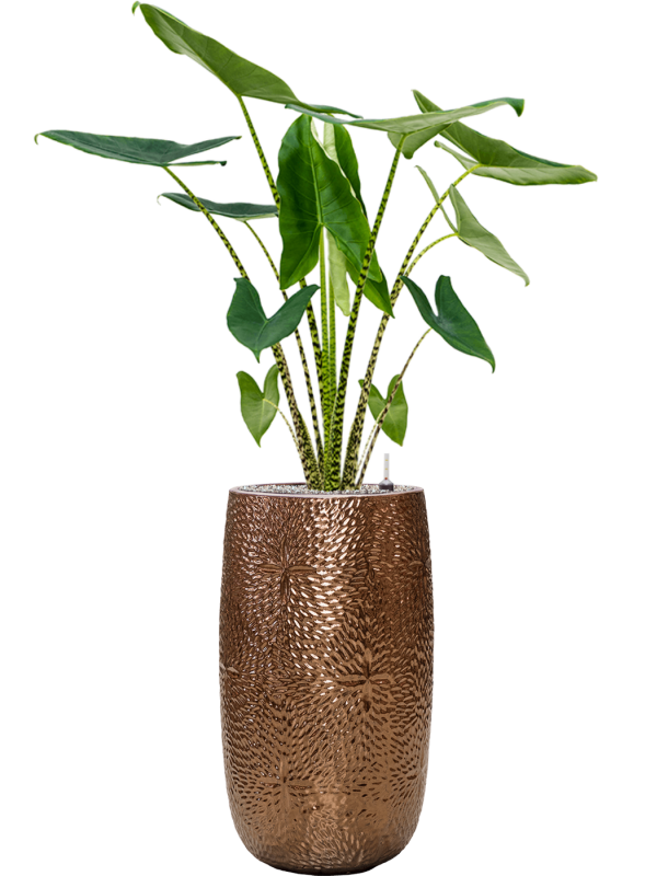 Alocasia zebrina in Marly Office Plant With Pot 148cm Height 27.5cm Dia