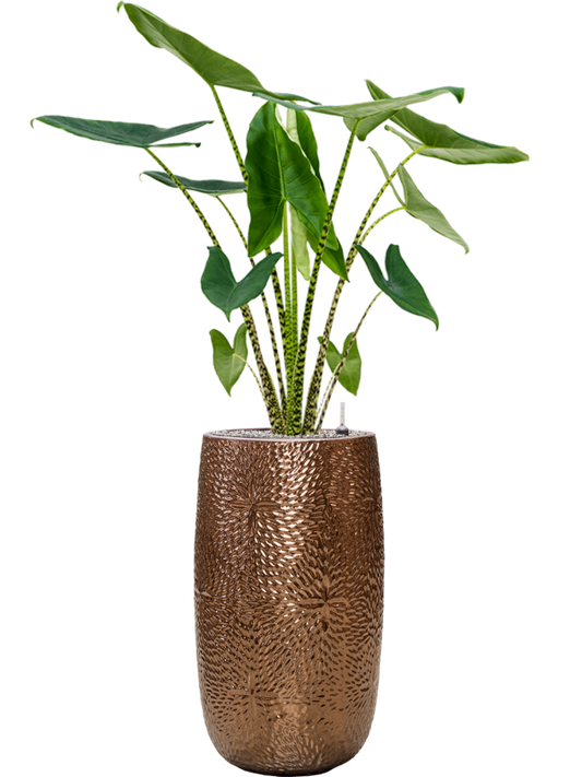 Alocasia zebrina in Marly Office Plant With Pot 148cm Height 27.5cm Dia
