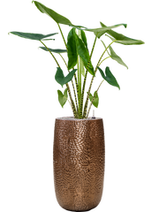 Alocasia zebrina in Marly Office Plant With Pot 148cm Height 27.5cm Dia