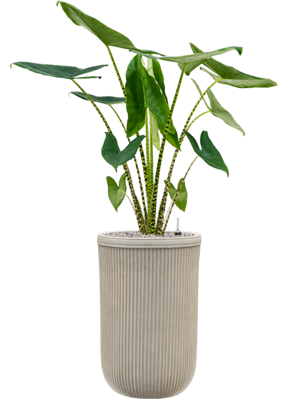 Alocasia zebrina in Baq Vertical Rib Office Plant With Pot 141cm Height 33cm Dia