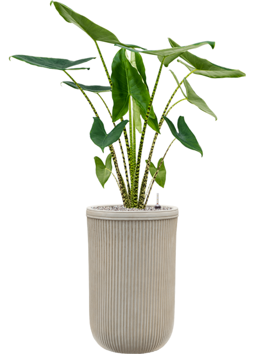 Alocasia zebrina in Baq Vertical Rib Office Plant With Pot 141cm Height 33cm Dia