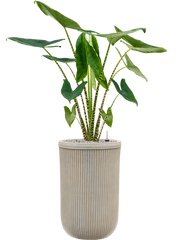 Alocasia zebrina in Baq Vertical Rib Office Plant With Pot 141cm Height 33cm Dia
