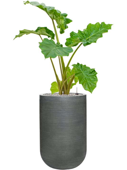 Alocasia 'Portodora' in Ridged Horizontally Office Plant With Pot 123cm Height 33cm Dia