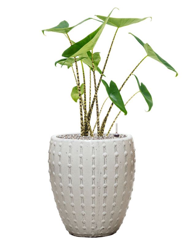 Alocasia zebrina in Laos Mini Office Plant With Pot 81cm Height 25cm Dia