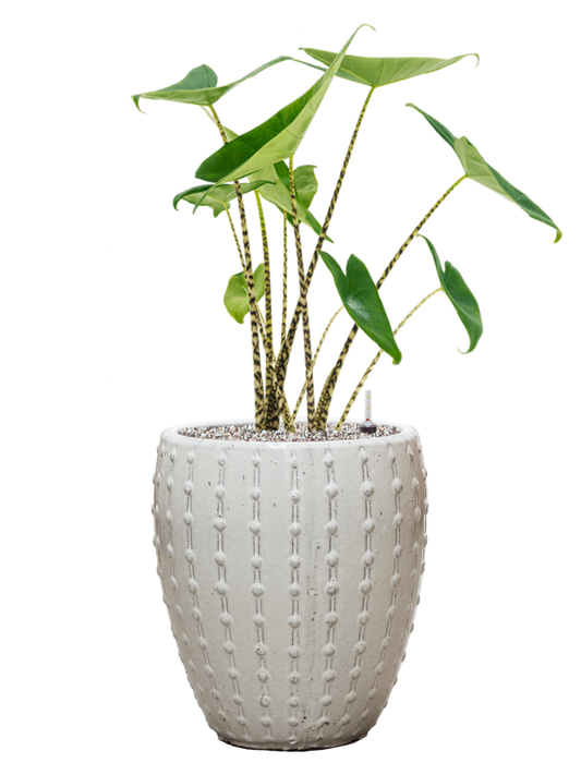 Alocasia zebrina in Laos Mini Office Plant With Pot 81cm Height 25cm Dia