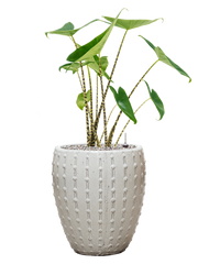 Alocasia zebrina in Laos Mini Office Plant With Pot 81cm Height 25cm Dia