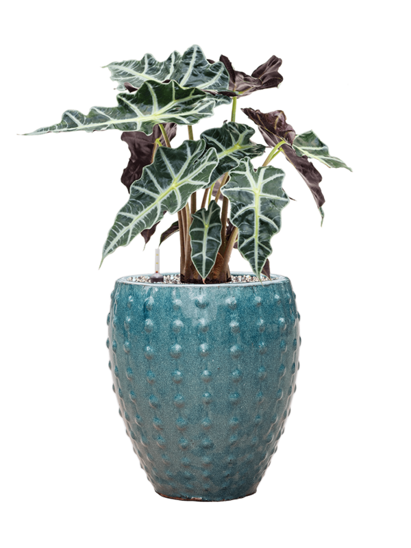 Alocasia 'Polly' in Laos Mini Office Plant With Pot 55cm Height 19cm Dia