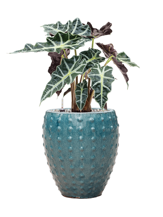 Alocasia 'Polly' in Laos Mini Office Plant With Pot 55cm Height 19cm Dia