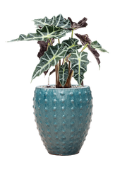 Alocasia 'Polly' in Laos Mini Office Plant With Pot 55cm Height 19cm Dia