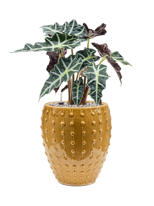 Alocasia 'Polly' in Laos Mini Office Plant With Pot 54cm Height 19cm Dia