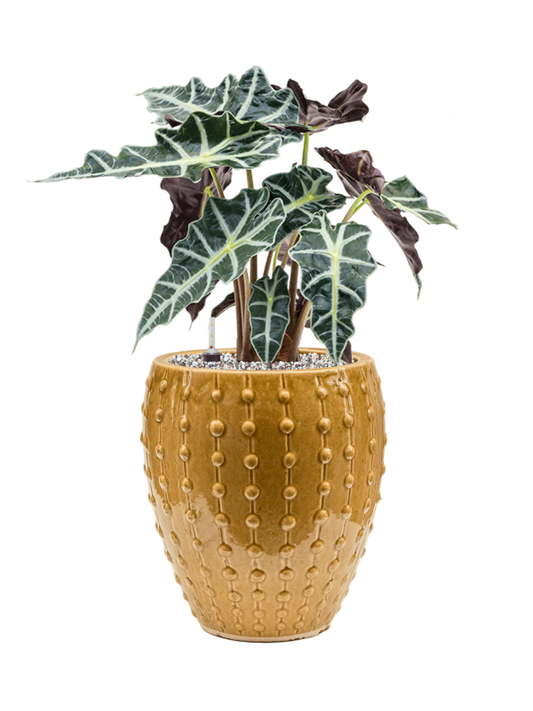 Alocasia 'Polly' in Laos Mini Office Plant With Pot 54cm Height 19cm Dia