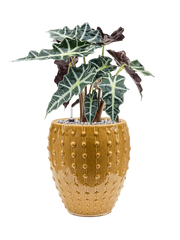 Alocasia 'Polly' in Laos Mini Office Plant With Pot 54cm Height 19cm Dia