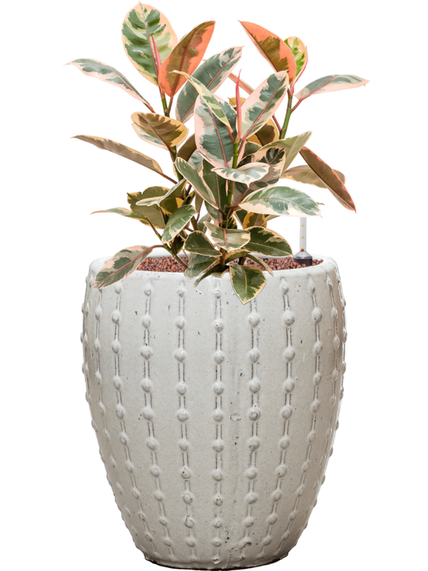 Ficus elastica 'Belize' in Laos Mini Office Plant With Pot 65cm Height 25cm Dia
