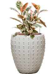 Ficus elastica 'Belize' in Laos Mini Office Plant With Pot 65cm Height 25cm Dia