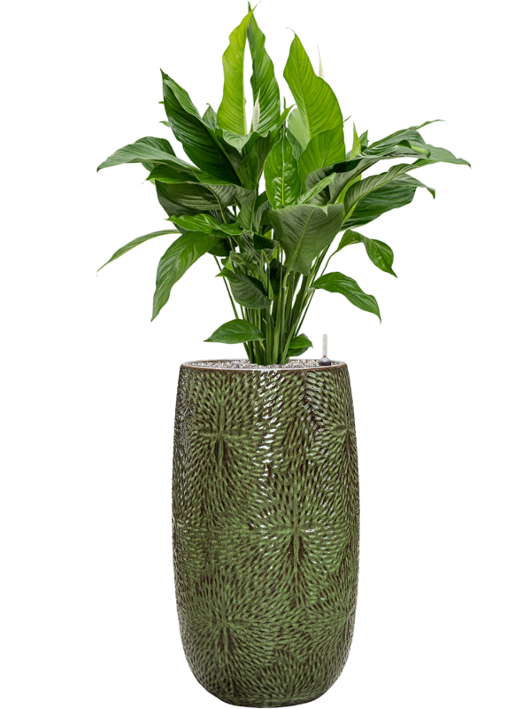 Spathiphyllum 'Sweet Lauretta' in Marly Office Plant With Pot 128cm Height 27.5cm Dia
