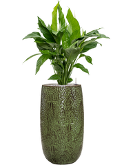 Spathiphyllum 'Sweet Lauretta' in Marly Office Plant With Pot 128cm Height 27.5cm Dia