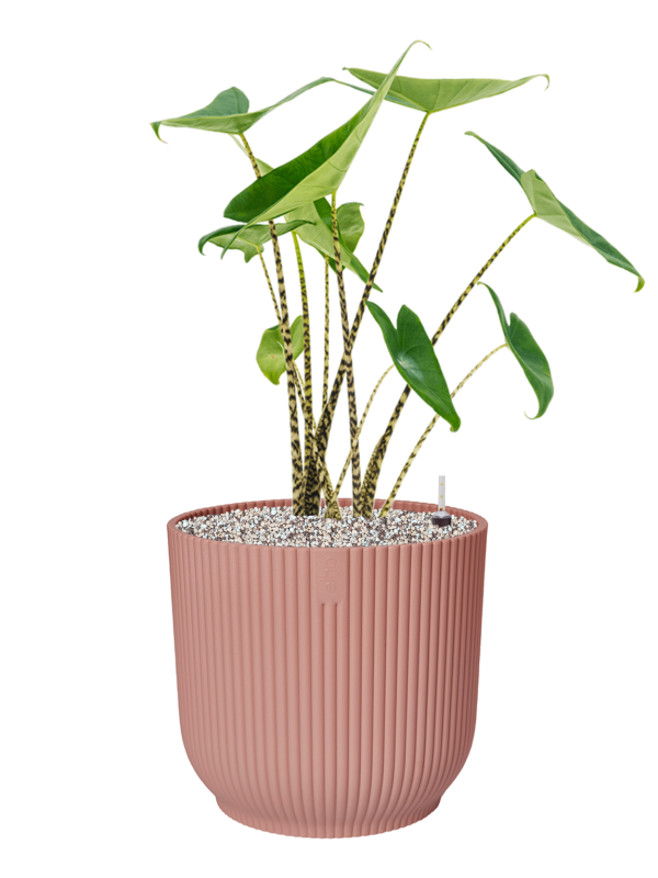 Alocasia zebrina in Vibes Fold Office Plant With Pot 76cm Height 34cm Dia