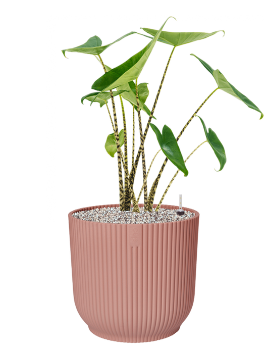Alocasia zebrina in Vibes Fold Office Plant With Pot 76cm Height 34cm Dia