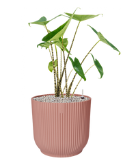 Alocasia zebrina in Vibes Fold Office Plant With Pot 76cm Height 34cm Dia