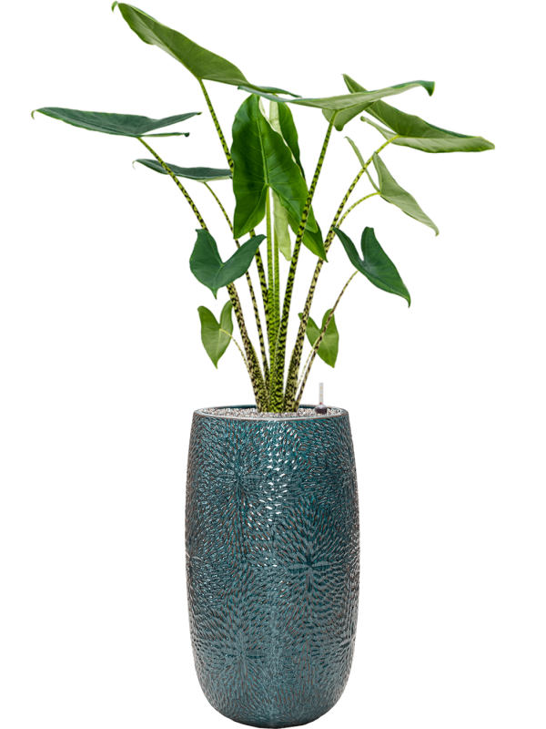 Alocasia zebrina in Marly Office Plant With Pot 148cm Height 27.5cm Dia