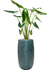 Alocasia zebrina in Marly Office Plant With Pot 148cm Height 27.5cm Dia