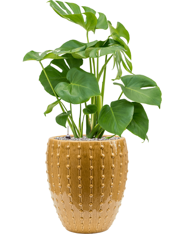 Monstera deliciosa in Laos Mini Office Plant With Pot 86cm Height 25cm Dia