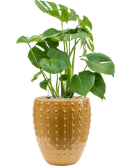 Monstera deliciosa in Laos Mini Office Plant With Pot 86cm Height 25cm Dia