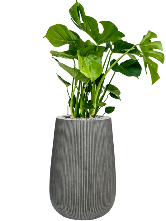 Monstera deliciosa in Ridged Vertically Office Plant With Pot 91cm Height 26cm Dia