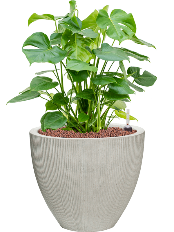 Monstera deliciosa in Ridged Vertically Office Plant With Pot 74cm Height 39cm Dia