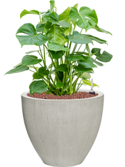 Monstera deliciosa in Ridged Vertically Office Plant With Pot 74cm Height 39cm Dia