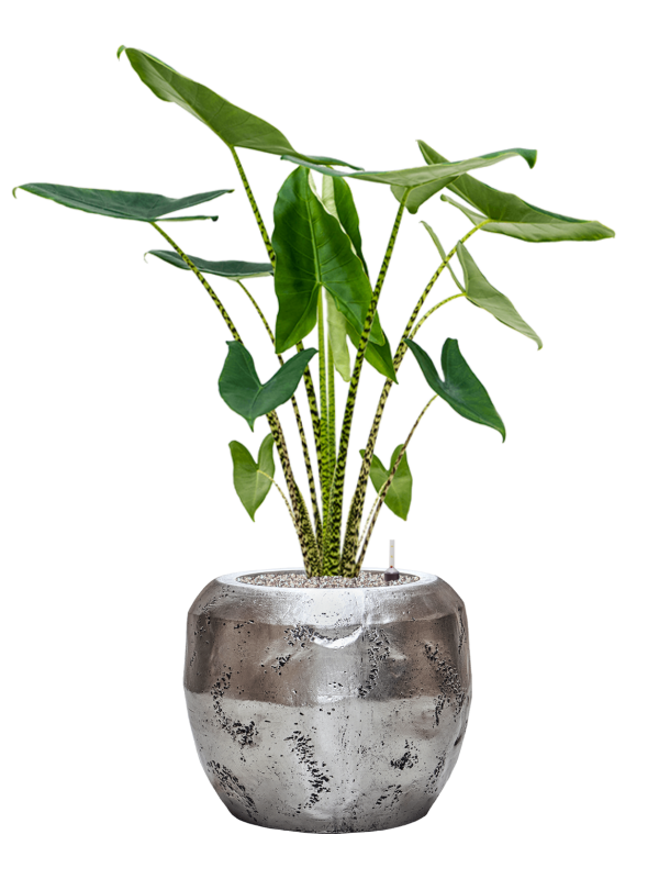 Alocasia zebrina in Baq Opus Raw Office Plant With Pot 124cm Height 31cm Dia