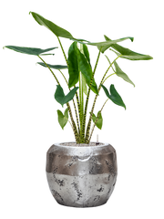 Alocasia zebrina in Baq Opus Raw Office Plant With Pot 124cm Height 31cm Dia