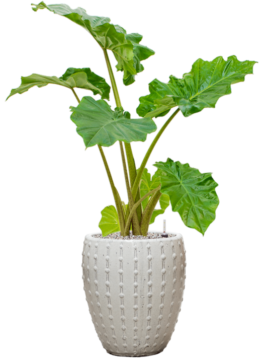 Alocasia 'Portodora' in Laos Mini Office Plant With Pot 103cm Height 25cm Dia