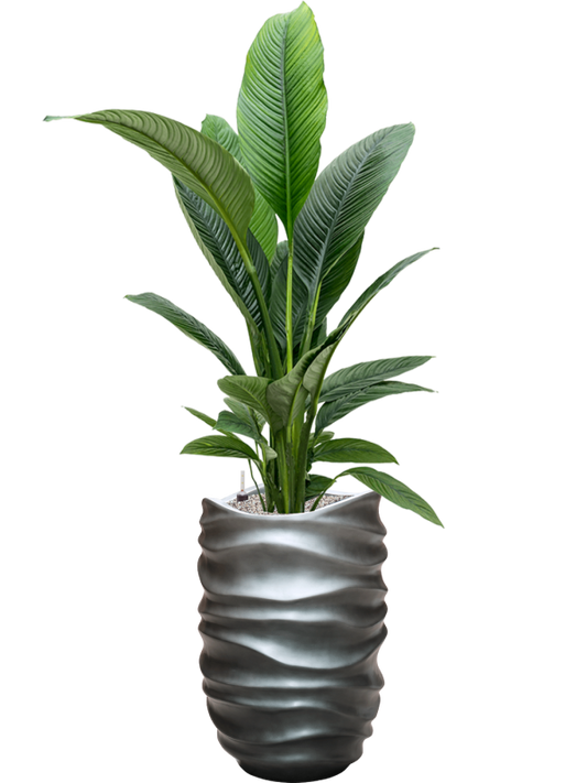 Spathiphyllum 'Sensation' in Baq Gradient Lee Office Plant With Pot 160cm Height 27cm Dia