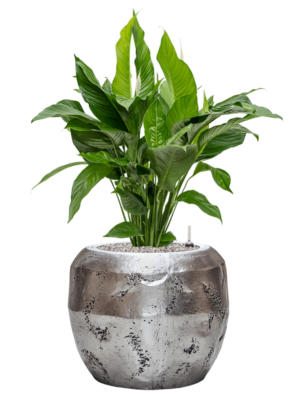 Spathiphyllum 'Sweet Lauretta' in Baq Opus Raw Office Plant With Pot 103cm Height 31cm Dia