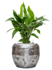 Spathiphyllum 'Sweet Lauretta' in Baq Opus Raw Office Plant With Pot 103cm Height 31cm Dia