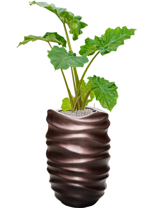 Alocasia 'Portodora' in Baq Gradient Lee Office Plant With Pot 125cm Height 27cm Dia